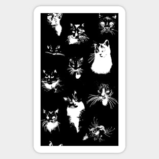 Large Black and White Cats Sticker